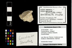 Foto (Objekt + Etikett) von Goniodromites sp.  (NHMW-GEO-2014-0194-0981)